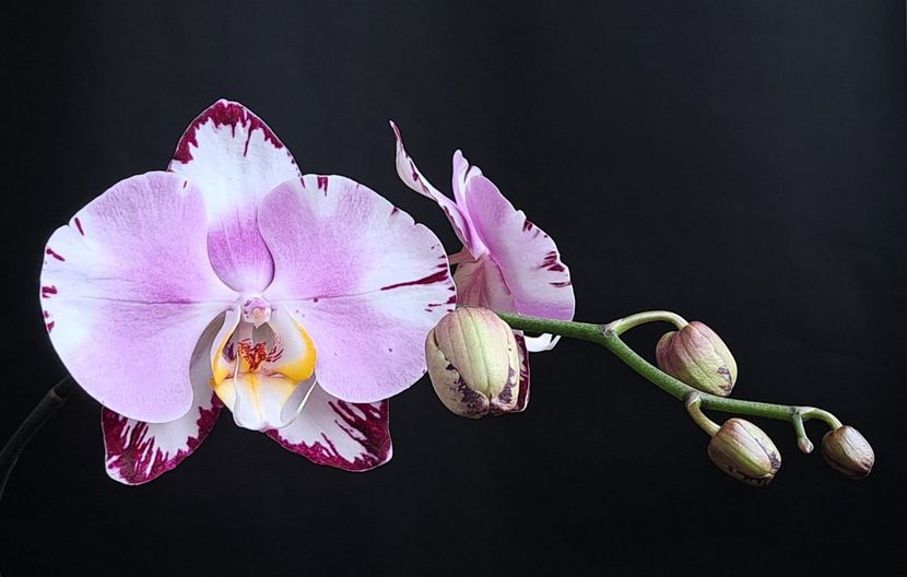 Art Nouveau - Phalaenopsis 2