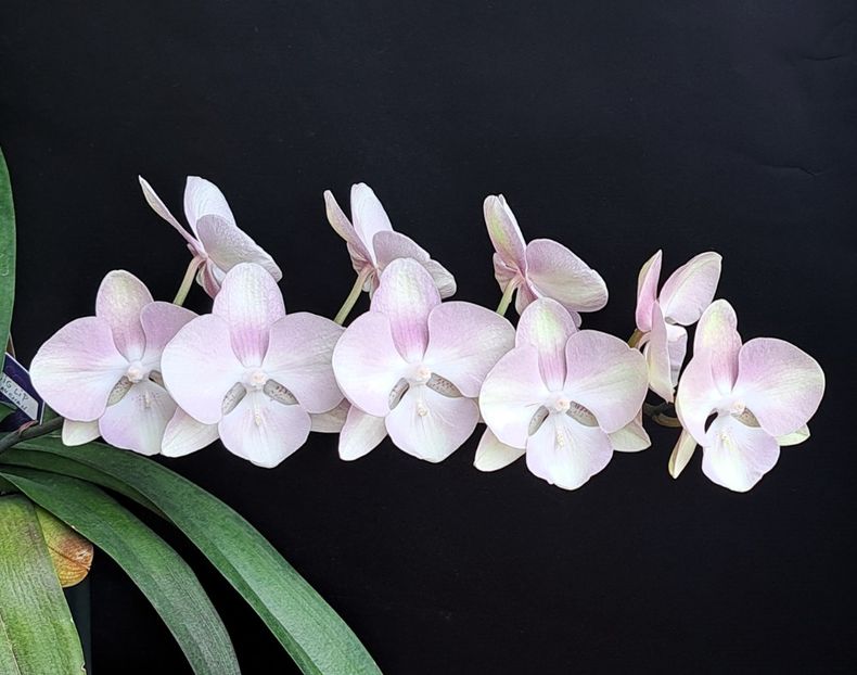 Venetian Carnival - Phalaenopsis 2