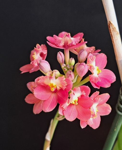  - Epidendrum