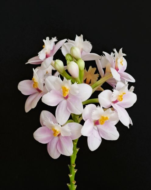 - Epidendrum
