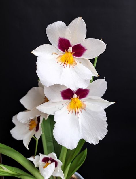  - Miltoniopsis