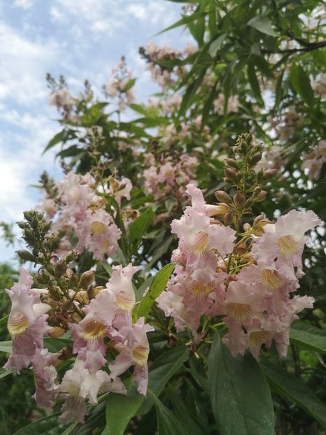  - arbori ornamentali 2023