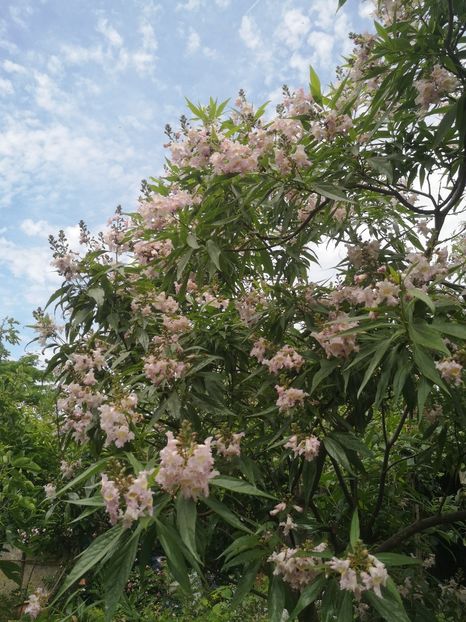  - arbori ornamentali 2023