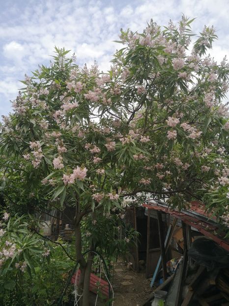  - arbori ornamentali 2023