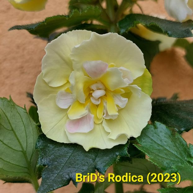 IMG-2023.06.19 - Achi BriDs 2023