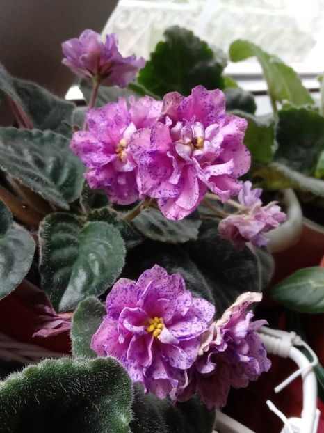  - VIOLETE
