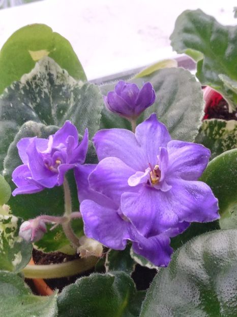  - VIOLETE