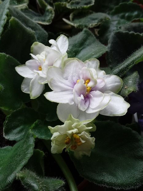  - VIOLETE