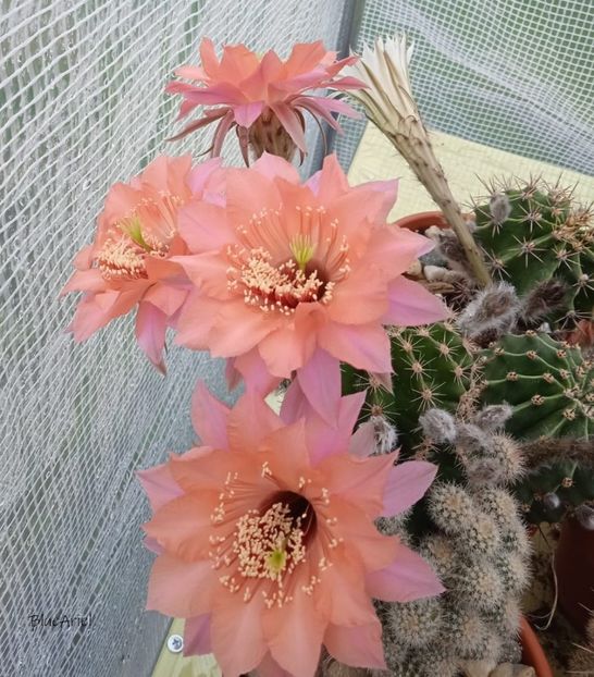  - Echinopsis hb Ishtar