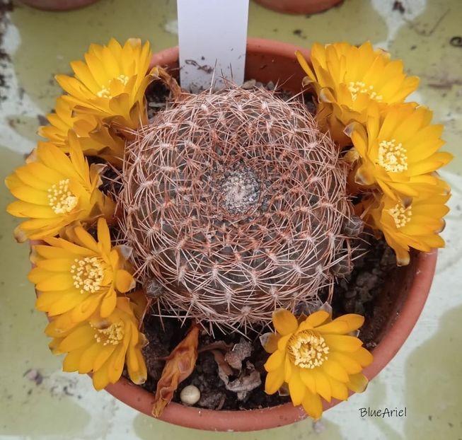  - Sulcorebutia arenacea
