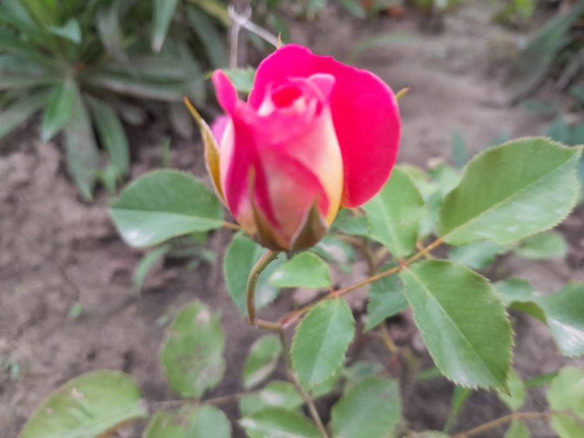 Midsummer - Primul bobocel și prima floricică mult așteptată