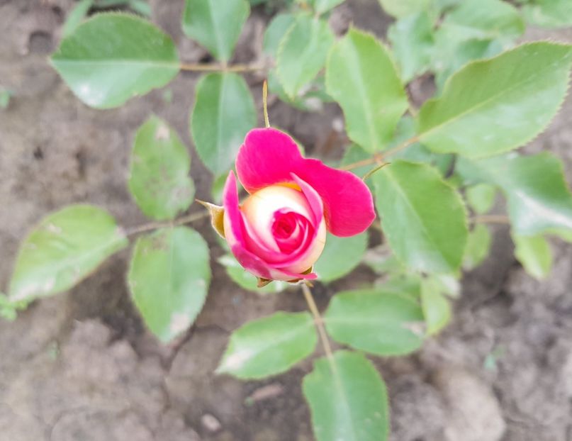 Midsummer - Primul bobocel și prima floricică mult așteptată