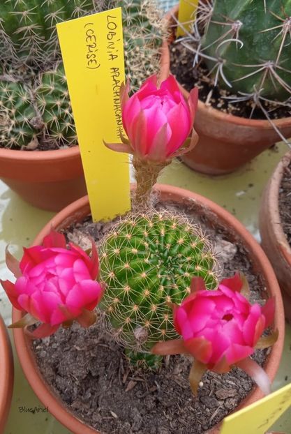  - Lobivia arachnacantha cv cerise