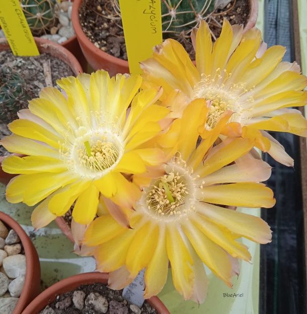  - Acanthocalycium Glaucum