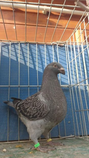 M 2023 - Tineret 2023