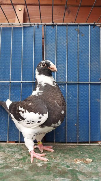 F 2023 - Tineret 2023