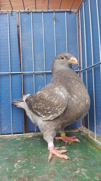 F 2023 - Tineret 2023