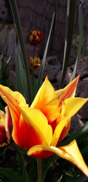  - Lalele si trandafiri 2023