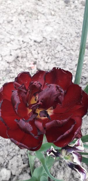  - Lalele si trandafiri 2023