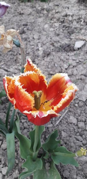  - Lalele si trandafiri 2023