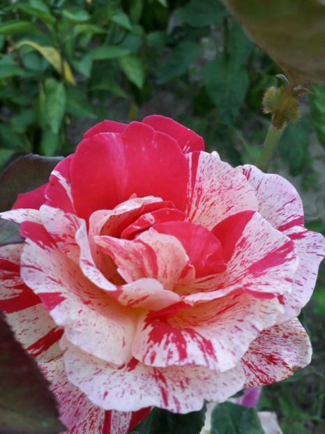  - Lalele si trandafiri 2023