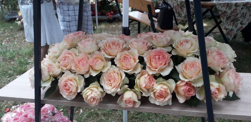  - Lalele si trandafiri 2023