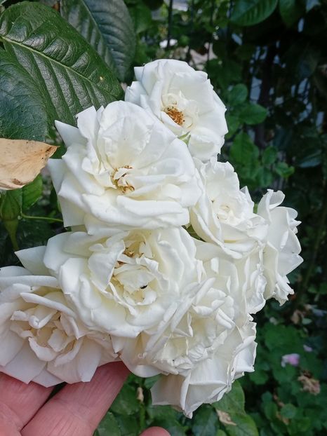  - 05 - TRANDAFIRII MEI ACHIZIȚIONAȚI IN DECURSUL ANILOR