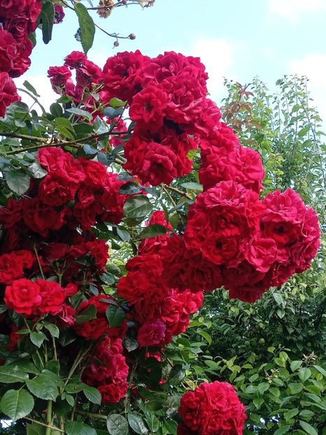  - 05 - TRANDAFIRII MEI ACHIZIȚIONAȚI IN DECURSUL ANILOR