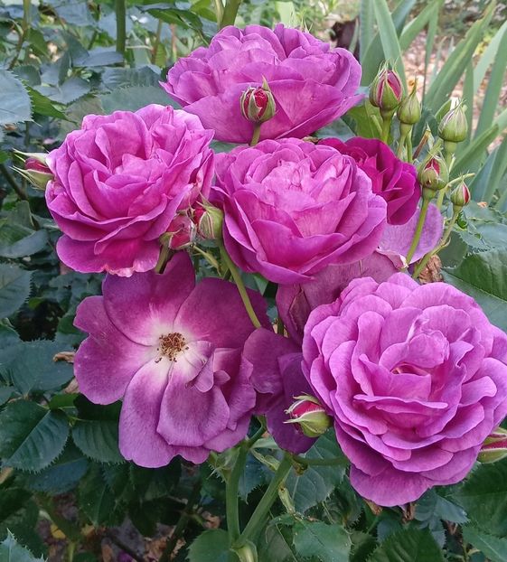  - 05 - TRANDAFIRII MEI ACHIZIȚIONAȚI IN DECURSUL ANILOR