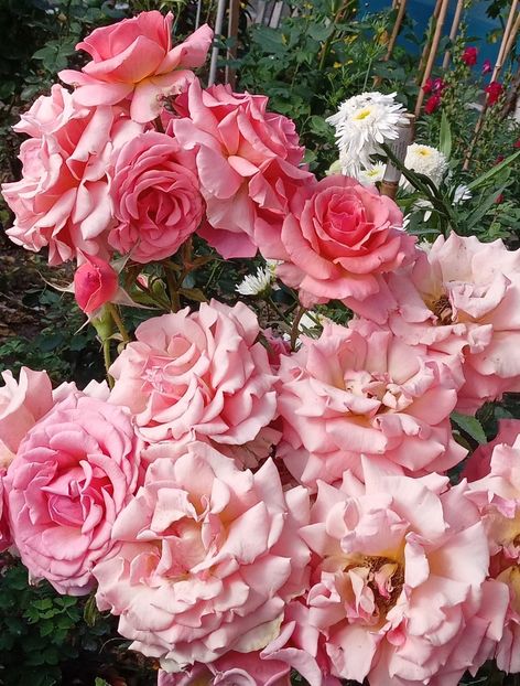  - 05 - TRANDAFIRII MEI ACHIZIȚIONAȚI IN DECURSUL ANILOR