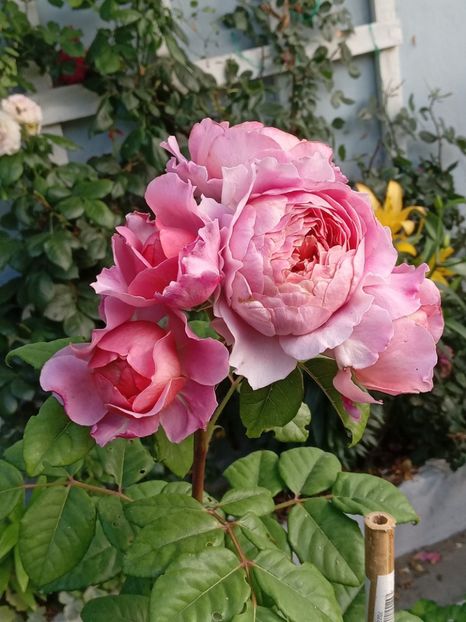  - 05 - TRANDAFIRII MEI ACHIZIȚIONAȚI IN DECURSUL ANILOR