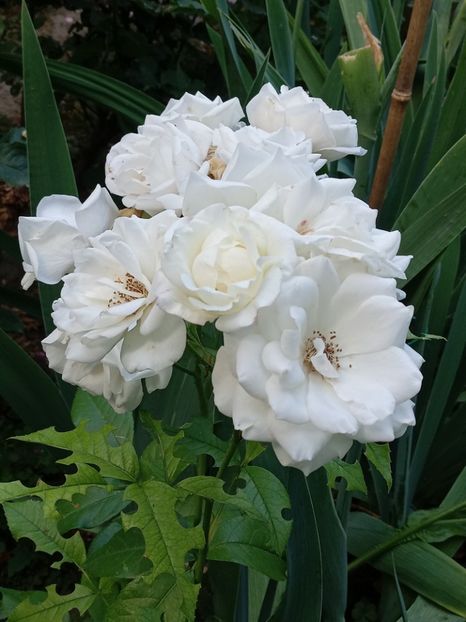  - 05 - TRANDAFIRII MEI ACHIZIȚIONAȚI IN DECURSUL ANILOR