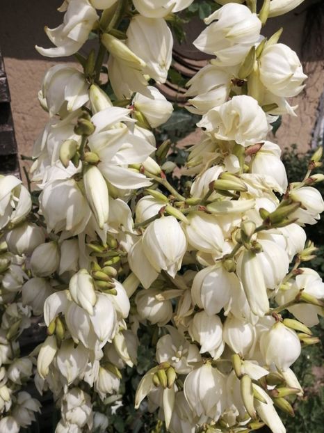 Yucca -1 - YUCCA DE GRĂDINĂ