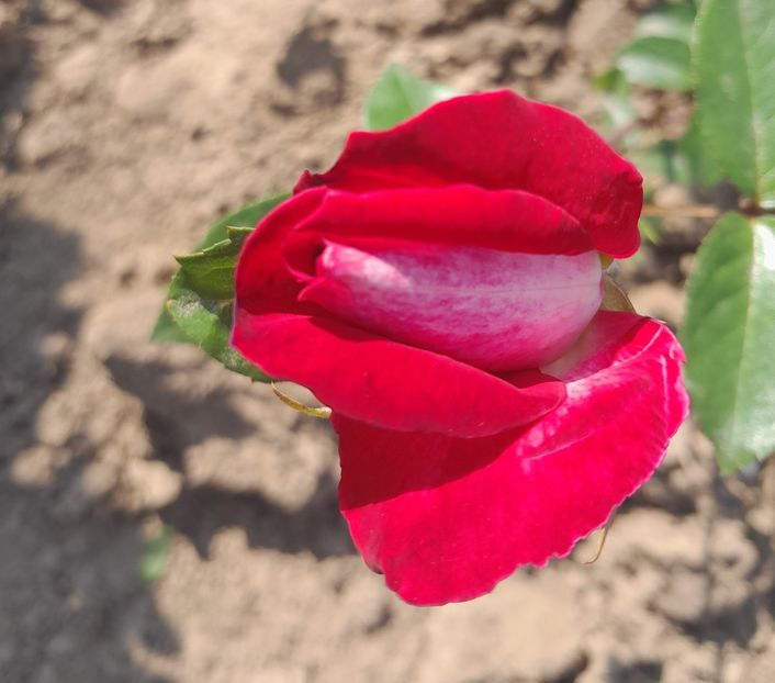 Gaujard - 2023 trandafiri