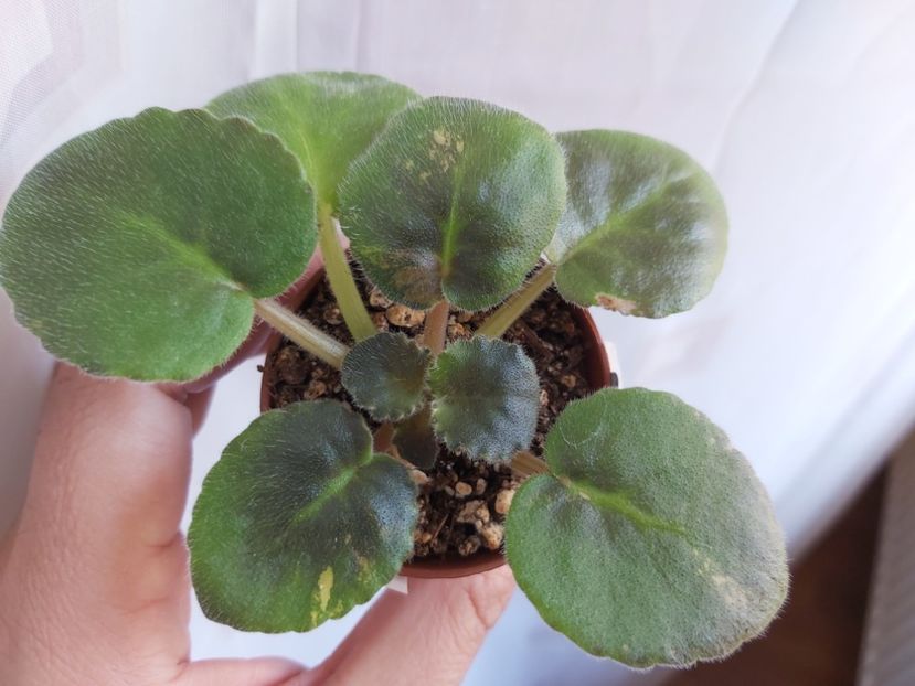 20.06.23 - LE-The Wizard of The Emerald City