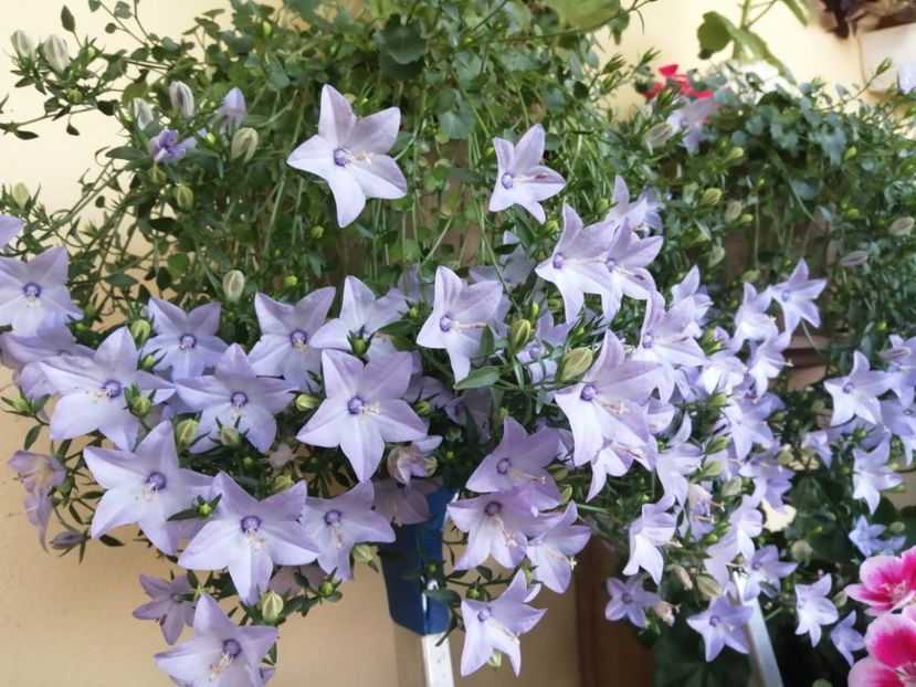  - Campanula
