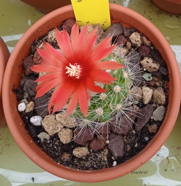  - Parodia penicillata var nivosa Cafayate_ Salta_ Argentina_ 1700 m