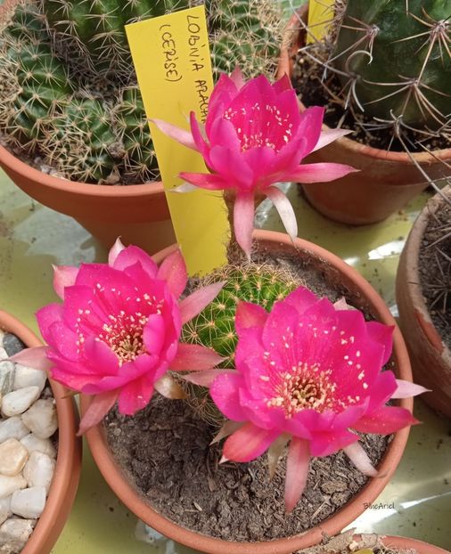  - Lobivia arachnacantha cv cerise