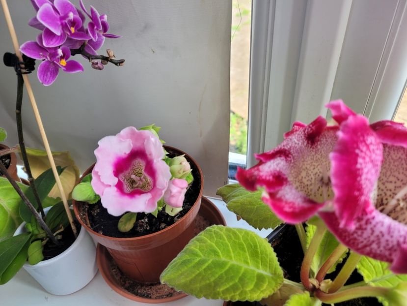 Gloxinii  si o orhidee  - Florile mele din Anglia