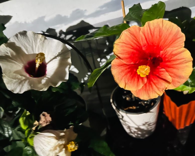 7B576FFF-AF0C-433F-9648-A13FBE5DC25F - Hibiscus