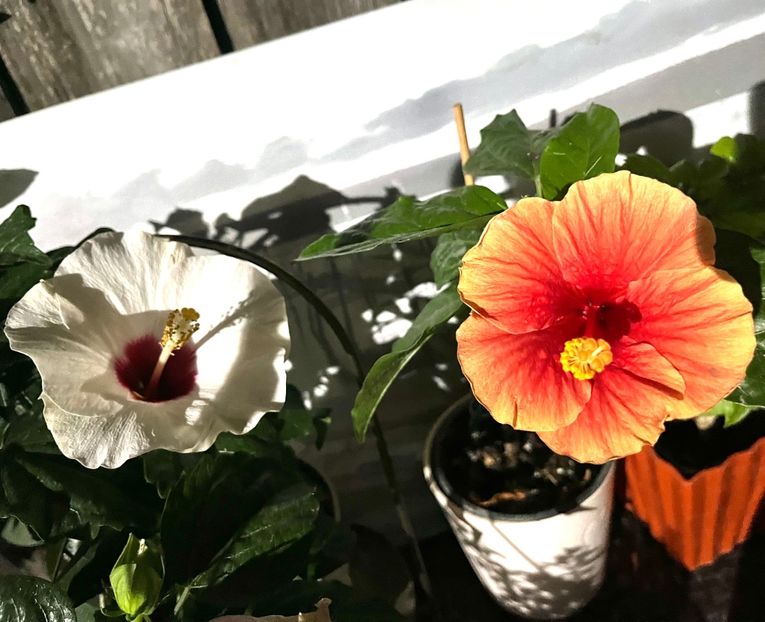 D8E1D438-0EC8-49F2-A031-F55FC52248A0 - Hibiscus