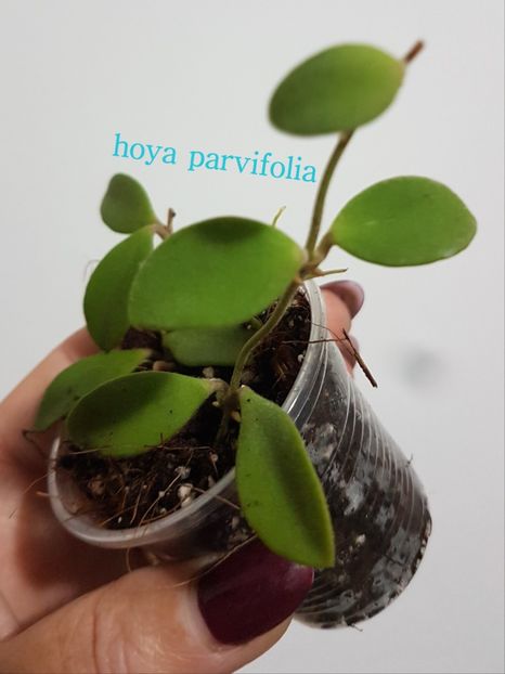  - parvifolia