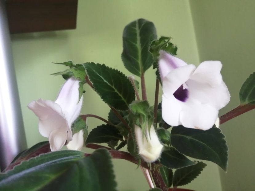  - Siningia Pedra Lisa