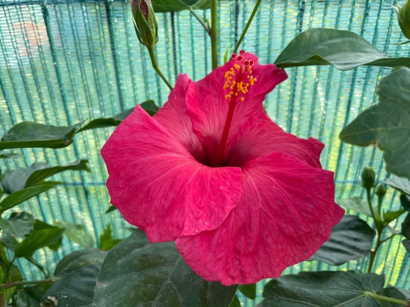 49DAF81D-C46C-427C-A5C3-22D7EE9DB459 - 001 - Hibiscusi