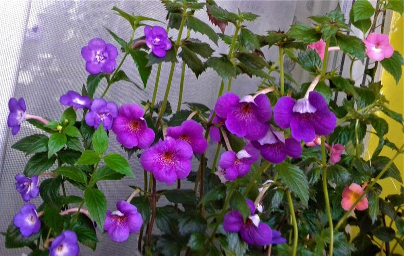 20230621_072613-1 - 000012 ACHIMENES