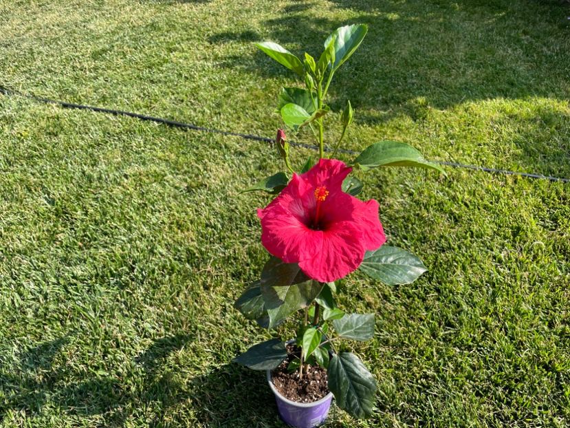 27C87978-E1C1-42FE-93FD-5A789B27D89D - 001 - Hibiscusi