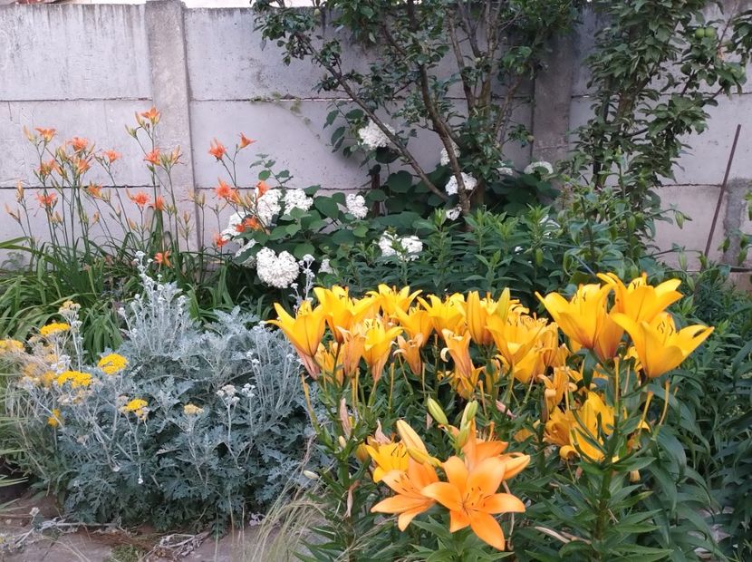  - Flori de gradina-2023