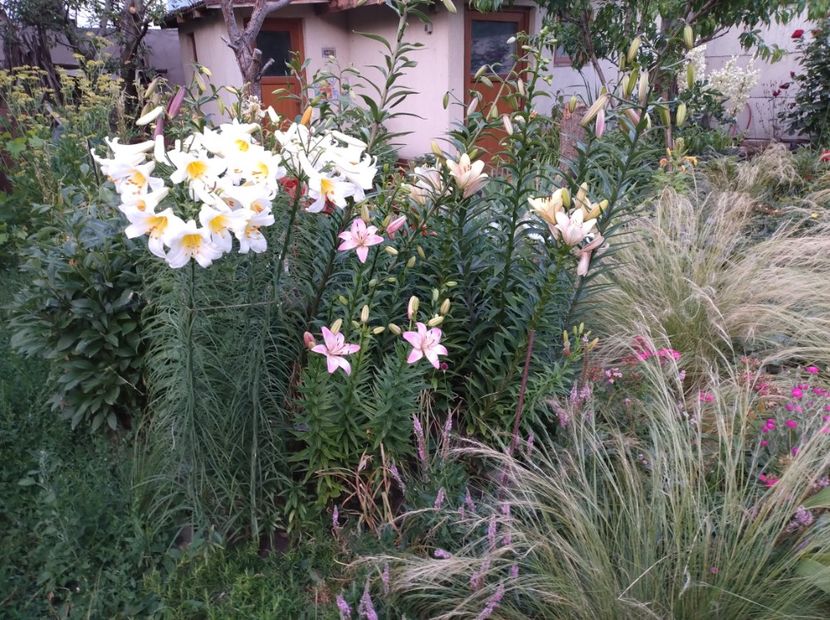  - Flori de gradina-2023