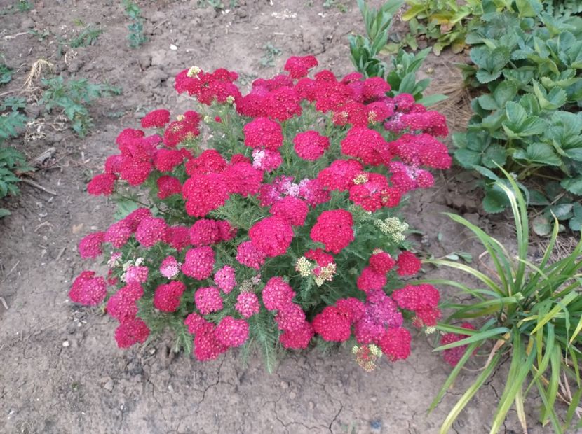  - Flori de gradina-2023