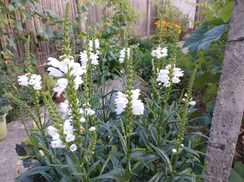  - Flori de gradina-2023